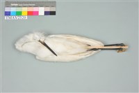 藏品(小白鷺)的圖片